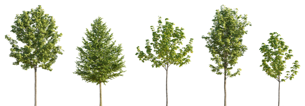 Various street summer trees (tilia, linden, platanus, maple) medium and small isolated png on a transparent background premium cutout