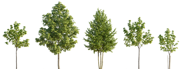 Street summer trees (tilia, linden, platanus, maple) medium and small isolated png on a transparent background premium cutout