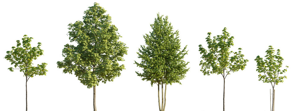 Street summer trees (tilia, linden, platanus, maple) medium and small isolated png on a transparent background premium cutout