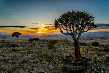 Quiver tree (Aloe dichotoma),at sunrise in the desolate Rostock area between Solitaire and Walvis...