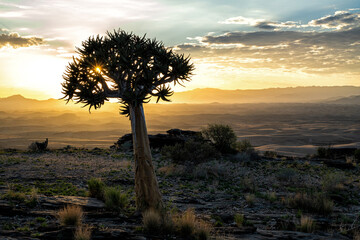 Quiver tree (Aloe dichotoma),at sunrise in the desolate Rostock area between Solitaire and Walvis...