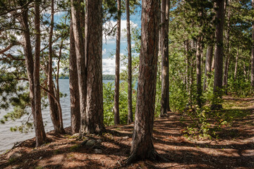 The afternoon shadows shade the shoreline poines along the eastern shoreline of Trout Lake in Vilas County, Wisconsin on an early August summer day