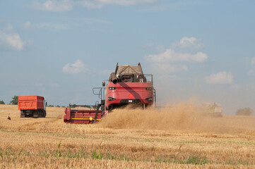 Fototapeta premium combine harvester working on a field