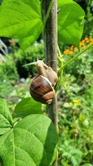 Vineyard snail on the beanstalk