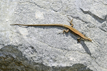 Mauereidechse // Common wall lizard (Podarcis muralis) - Prevoj Orjen Sedlo, Montenegro