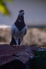 The dove stands on the fence with a graceful posture. The dove has brown and predominantly white feathers.