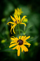 yellow Black-eyed Susan Rudbeckia fulgida amazing flower in summer garden, wallpaper or background theme
