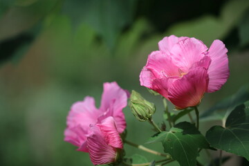 日本の美を象徴する花