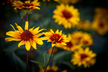 Summer garden flowers wallpaper Heliopsis helianthoides is a species of flowering plant in the family Asteraceae, known by the common names smooth oxeye and false sunflower Inspired Wallpaper