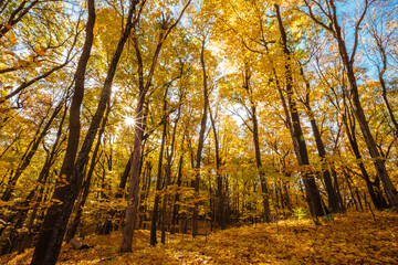 Looking into the sunstar maple tree canopy on a sunny October morning, within the Pike Lake Unit,...