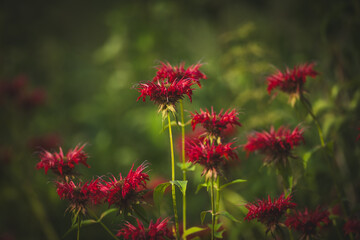 Red flowers of Eastern Bee balm Monarda hybrida in a garden setting, creating a vibrant and lively background perfect for wallpaper. Delicate petals and lush greenery evoke a sense of summer's natura
