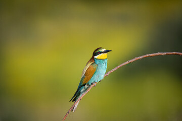 European bee-eater sits on the long thin branch and looks toward the camera lens with an olive green background with copyspace on a sunny summer evening.