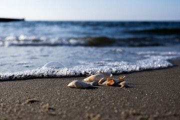 plaża, morze, ocean, muszle, muszelki, fala, woda, lato © Estera