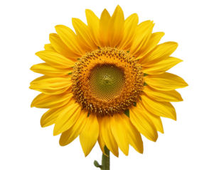 Um girassol sem fundo. arquivo em PNG.