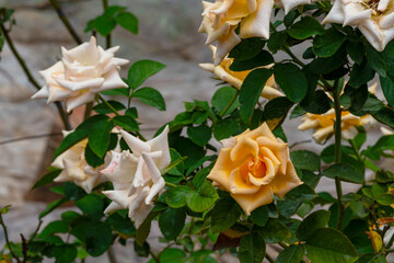 Beautiful view of wet blooming roses on the tree with green leaves during rain.