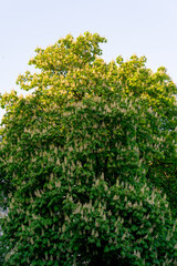 close-up of a huge flowering chestnut tree in the lighting of the sun against the sky national symbol of Ukraine