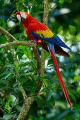 Scarlet macaw  (Ara macao) in the rainforest, Panama, Central America - stock photo