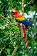 Scarlet macaw  (Ara macao) in the rainforest, Panama, Central America - stock photo