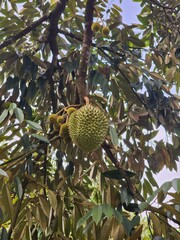 durian fruiting big and small