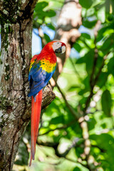 Scarlet macaw  (Ara macao) in the rainforest - stock photo