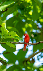 Summer Tanager male (Piranga rubra) resting on tree branch, Chiriqui, Panama - stock photo