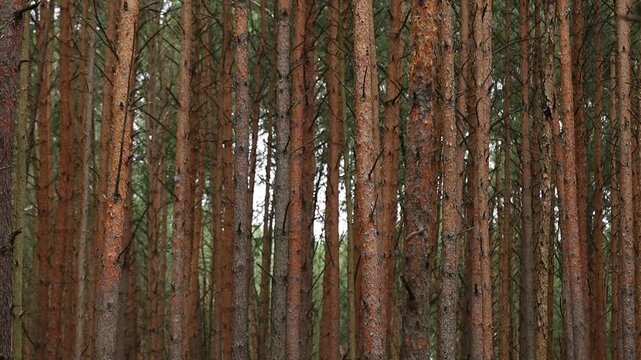 piny forest background