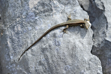 Common wall lizard // Mauereidechse (Podarcis muralis) - Prevoj Orjen Sedlo, Montenegro
