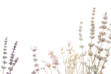 Watercolor lavender blossom border flowers, white background