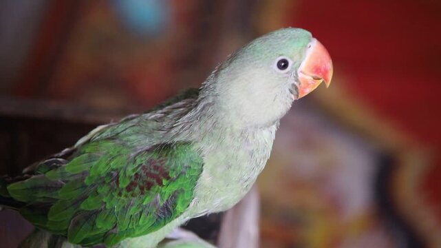 Beautiful Footage of a young Eclectus Parrot pair in the shop. Alexender parrot. Raw chiks. baby parrots. Green ring neck parrot. Beautiful 4K Footage.