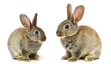 Fototapeta premium grey rabbit on a white background
