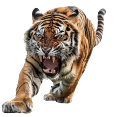 Fotobehang Tijger Fierce tiger in mid-roar, moving forward with powerful strides. Vivid stripes, sharp teeth, and intense eyes showcase its raw strength.  © JR-50