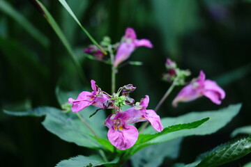 Obraz premium 釣り船に似た花