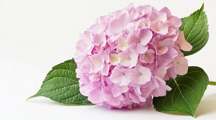 one single light pink hydrangea flower on white background