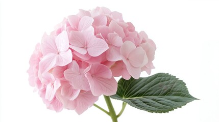 Fototapeta premium one single light pink hydrangea flower on white background