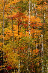 Autumn colors fill the woods in mid-September near Conover in Vilas County, Wisconsin, mixing reds, orange, and green