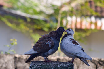 Two doves facing each other on the fence. Doves with beautiful colored feather patterns. Funny behavior.