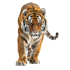 Obraz premium Majestic tiger walking forward, showcasing its powerful physique and intense gaze. Perfect for wildlife themes and animal conservation projects.
