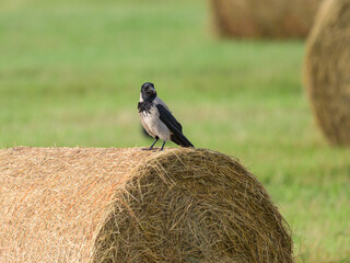 A carrion crow sitting on a bale of straw