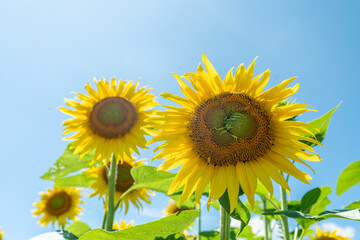 夏の青空と、満開のひまわり