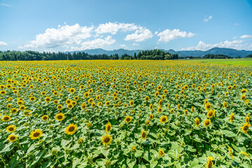 夏の青空と、広大に広がるひまわり畑