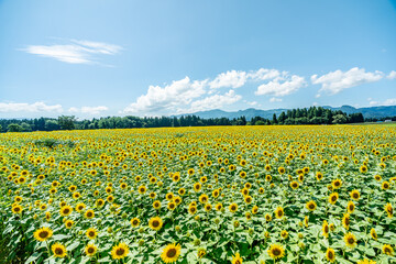 夏の青空と、広大に広がるひまわり畑