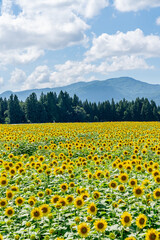 夏の青空と、広大に広がるひまわり畑