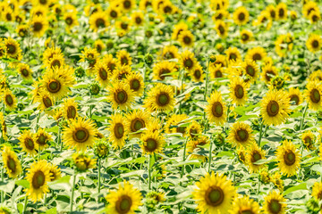 夏の青空と、広大に広がるひまわり畑