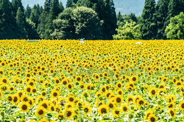 夏の青空と、広大に広がるひまわり畑