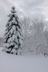 Obraz premium The lone spruce tree, heavy from the wet, clinging snow of a recent snowfall in mid-December in Wisconsin, stands silent against the darken sky