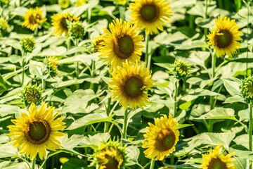 夏の青空と、広大に広がるひまわり畑