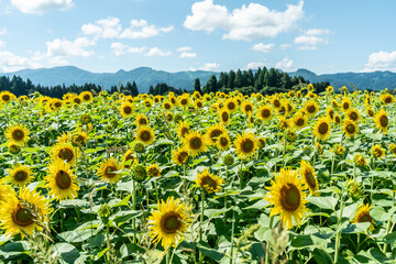 夏の青空と、広大に広がるひまわり畑