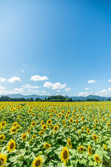 夏の青空と、広大に広がるひまわり畑