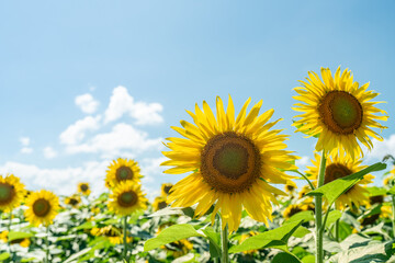 夏の青空と、満開のひまわり