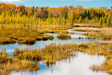 The bog tamaracks and hillside maples changing colors in early October add color to the landscape near Land O' Lakes, Wisconsin in Vilas County